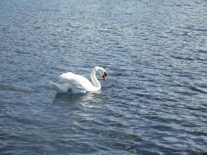 hyde park - london sightseeing